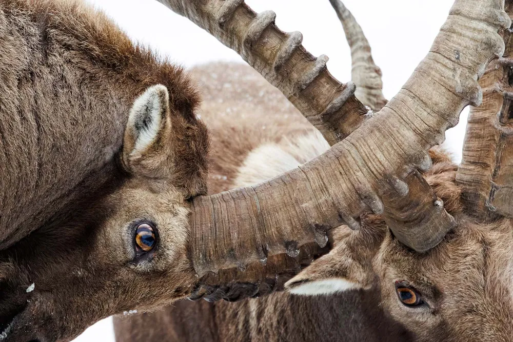 two ibex butt heads in a close-up shot