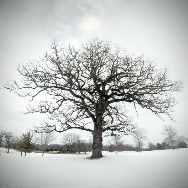 Winter Tree thumbnail