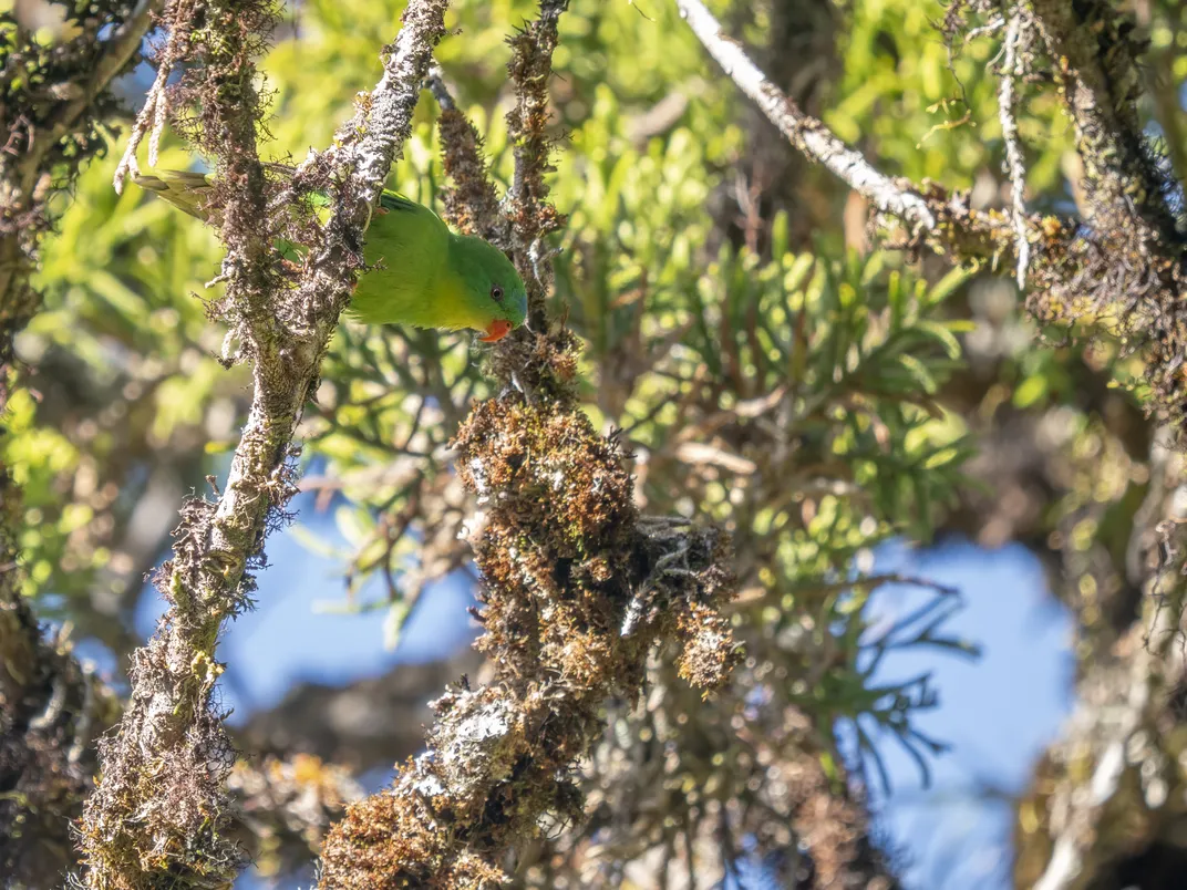A green parrot tilting downward among some foliage