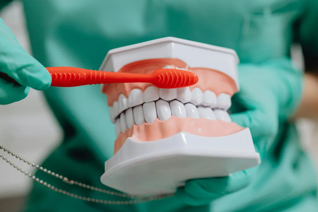 A person wearing dental scrubs holding a model of a mouth and demonstrating how to brush teeth