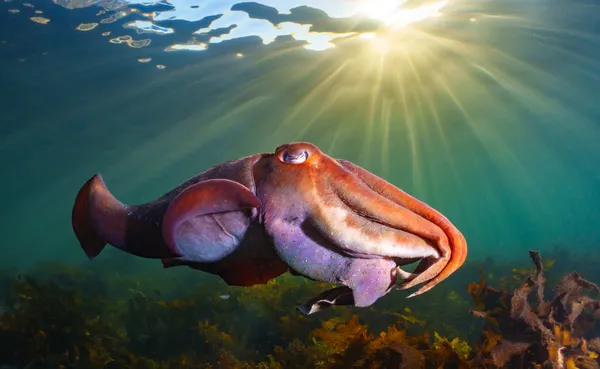 Giant Cuttlefish at Golden Hour thumbnail