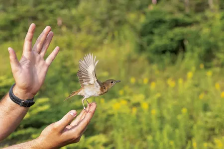 A veery gets ready to rise into the Vermont skies, not long before setting off on an annual migration to the species&rsquo; wintering grounds in Brazil.
