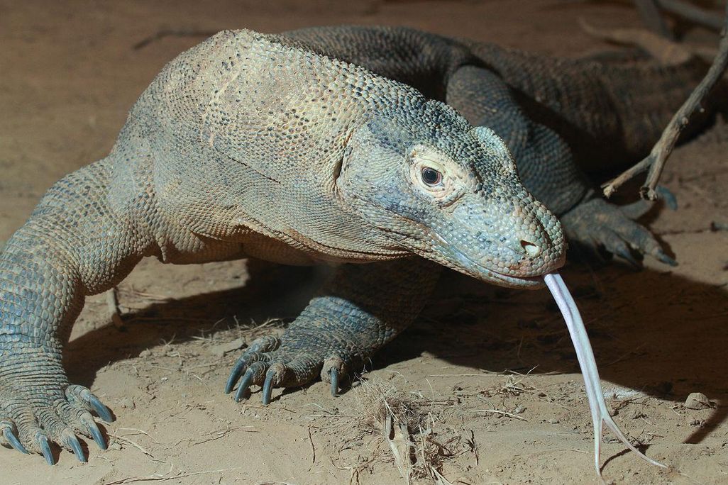 Komodo dragons