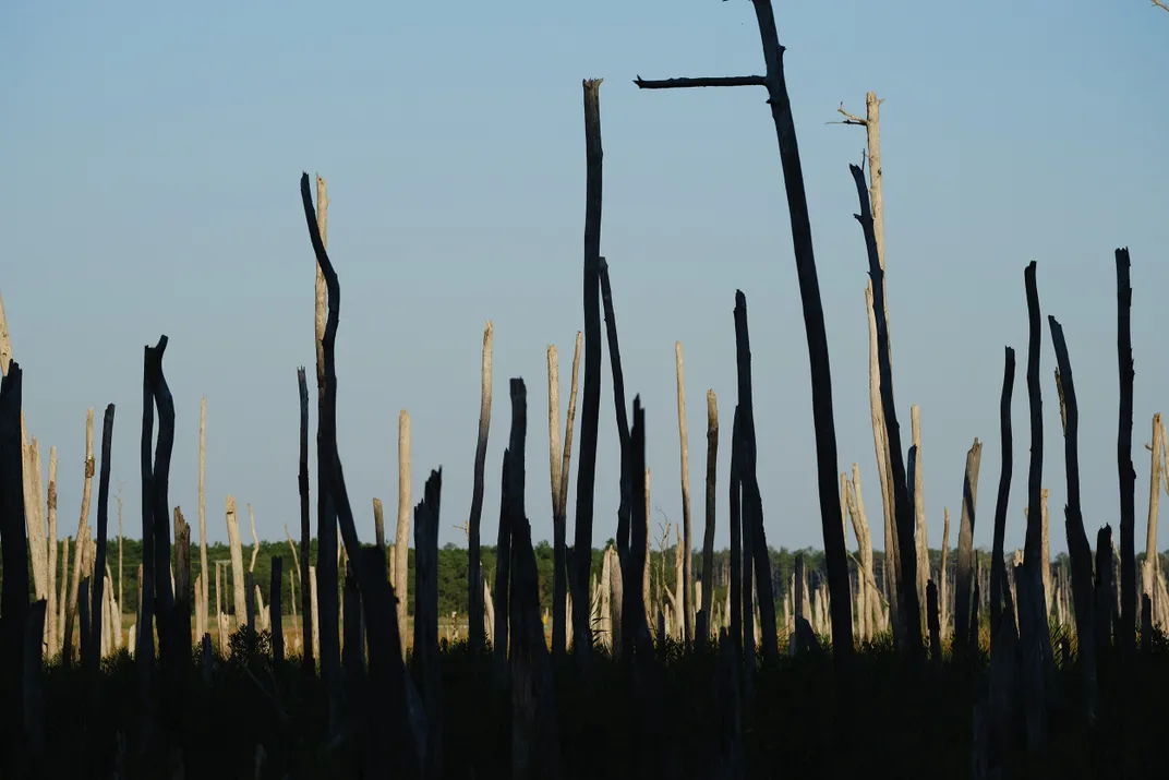 dead trees in a wetlands enviornment