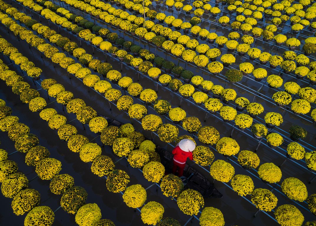 In the Daisy Garden Smithsonian Photo Contest Smithsonian Magazine