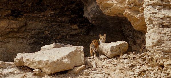 Stray Middle Eastern Cat thumbnail