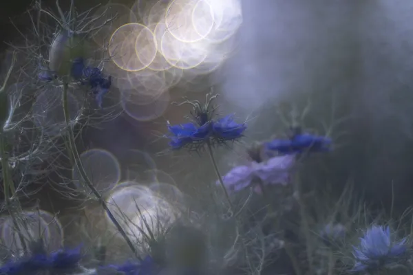 Magic bubbles on black cumin flowers thumbnail