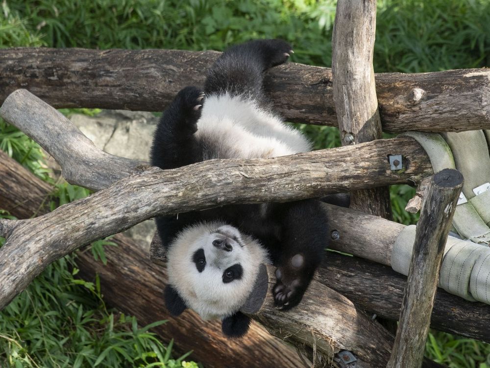 Giant panda Xiao Qi Ji upside-down in a hammock