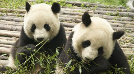 Pandas munch on bamboo for most of the day.