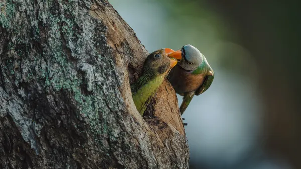 maternal love thumbnail