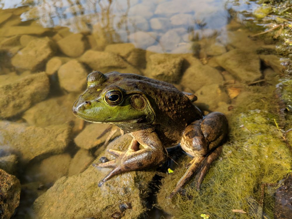 A frog from Illinois. Smithsonian Photo Contest Smithsonian Magazine