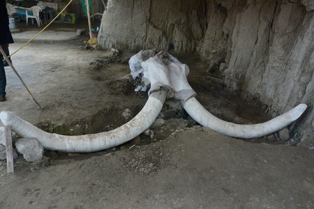Some of the 824 bones uncovered at a site in Mexico
