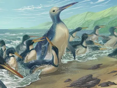 Fossils of a 340-Pound Giant Penguin Found in New Zealand image