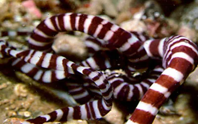 Ribbon worms come in all shapes and sizes. This one, with white stripes along the body, was found off the coast of Mexico.