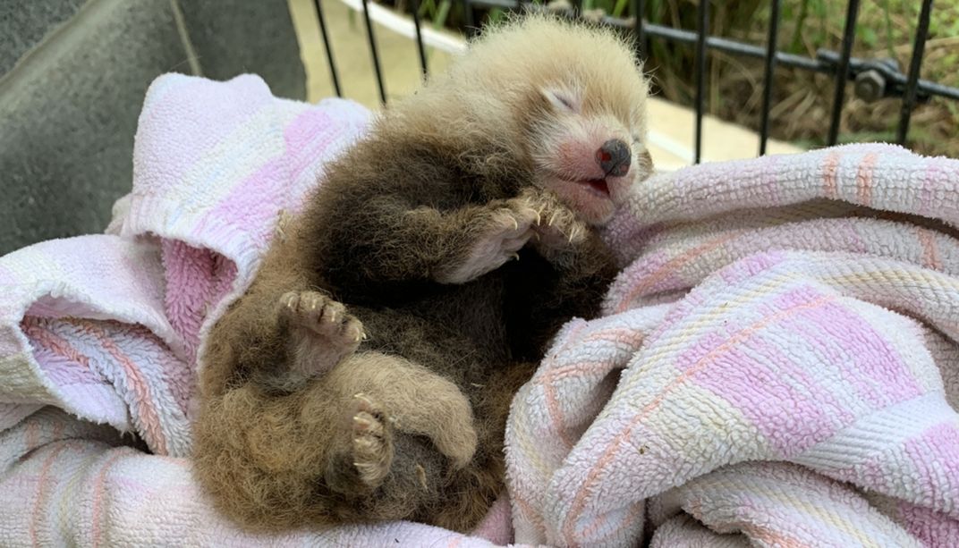 A small red panda cub with thick, coarse fur, large paws and closed eyes rests on a towel to be weighed during a routine checkup.