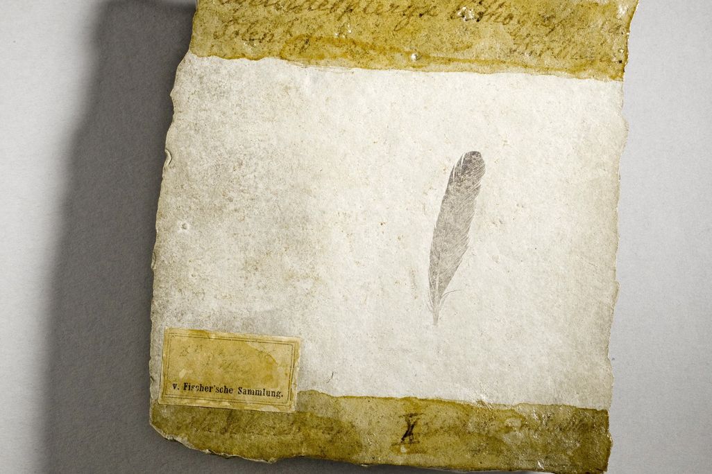 First fossil feather ever found