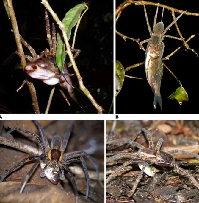 Fish dinner party in the tropics: (clockwise from the top) An Ancylometes spider chomping down on a catfish in Ecuador; A Ctenid spider in Peru; two more Ancylometes spiders enjoying the bounty of successful fishing trips in Ecuador. Photo: PLoS One