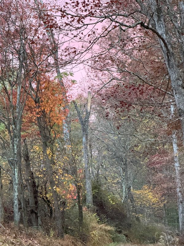 View from my cabin in West Virginia thumbnail