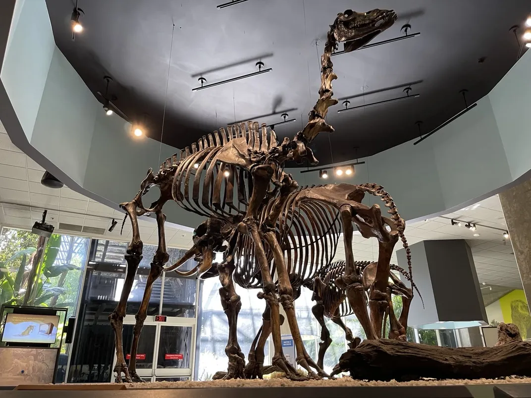 a large fossil of a camel reaches up toward the ceiling of a museum