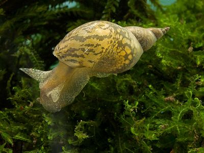 The great pond snail is helping scientists make great leaps in their understanding of asymmetries in the animal kingdom.