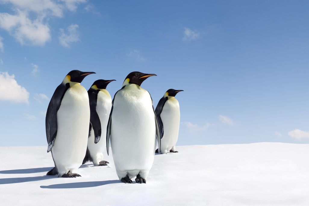 Emperor Penguins Hero