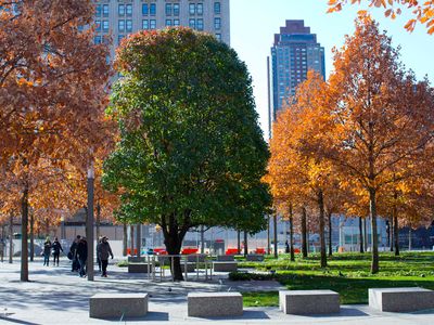 The Survivor Tree was returned to the WTC in 2015. 