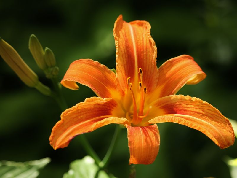 A lily growing wild Smithsonian Photo Contest Smithsonian Magazine