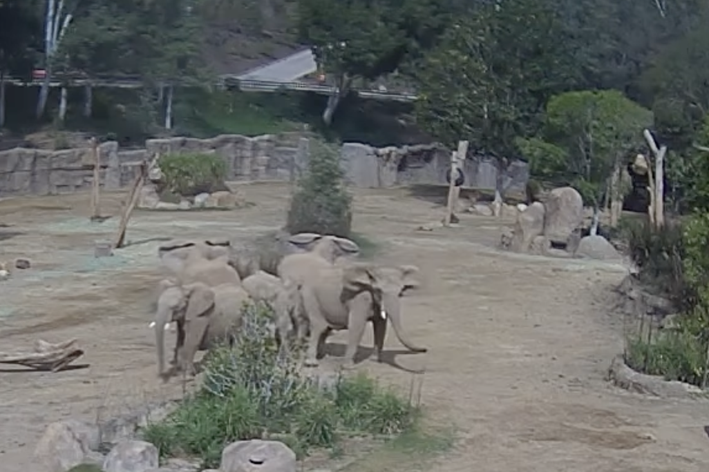 elephants huddle together, facing outward