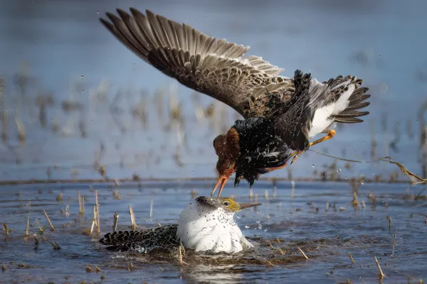 Fighting Ruffs thumbnail