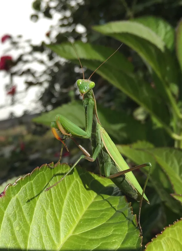 Mantis on leaf thumbnail