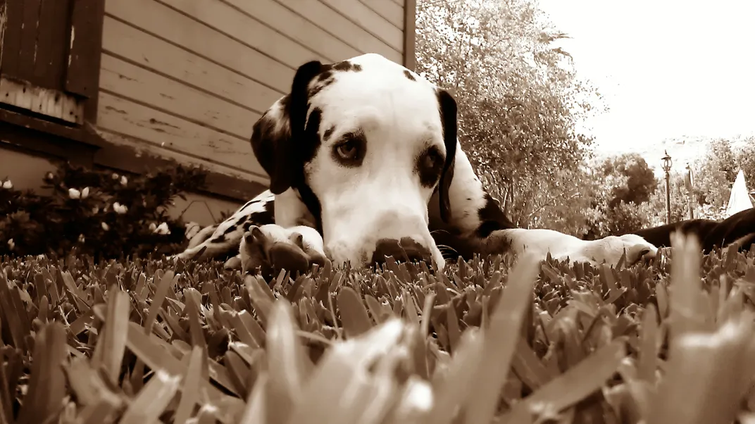10 - Jackson, a two-toned Great Dane, sinks into the grass on a lazy summer afternoon.