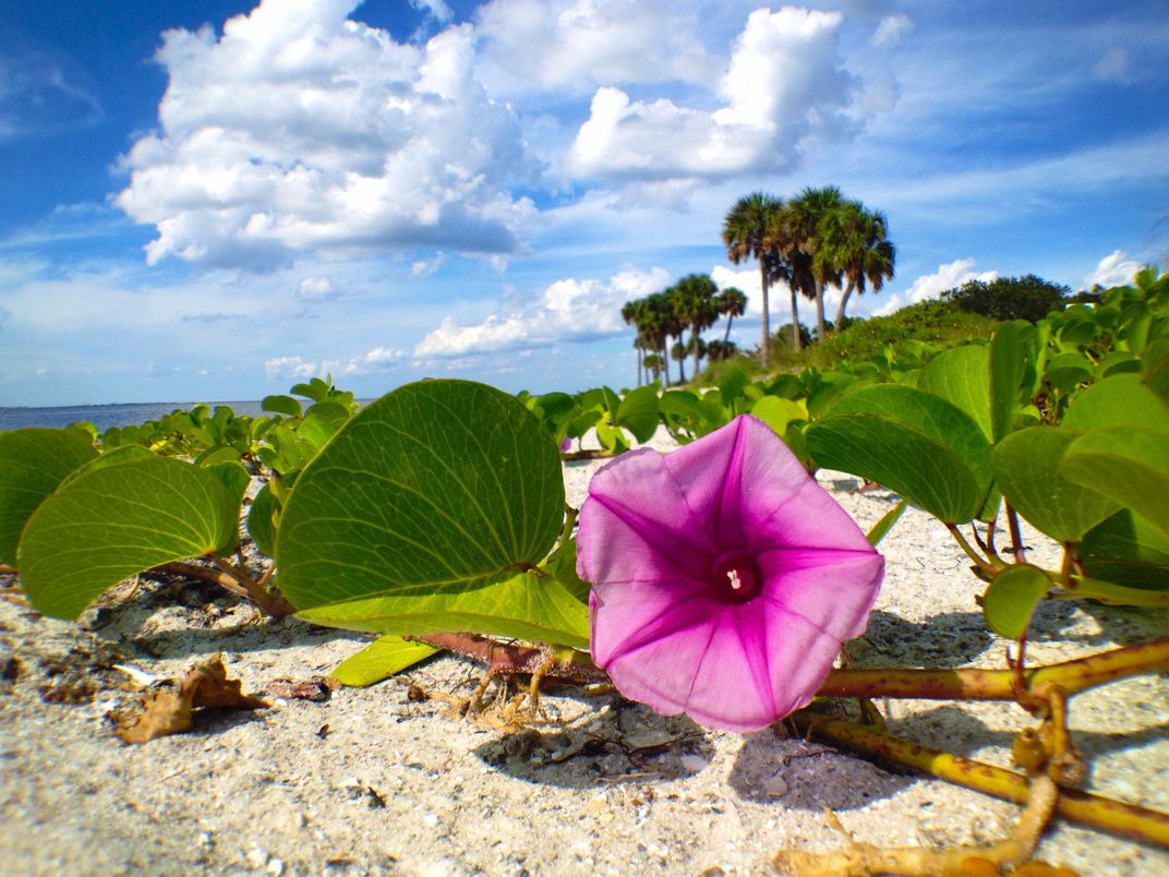 Flower by the Sea Smithsonian Photo Contest Smithsonian Magazine