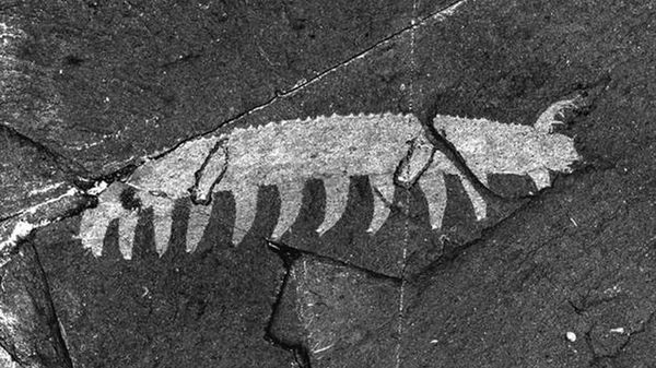 Preview thumbnail for 101 Objects: Burgess Shale