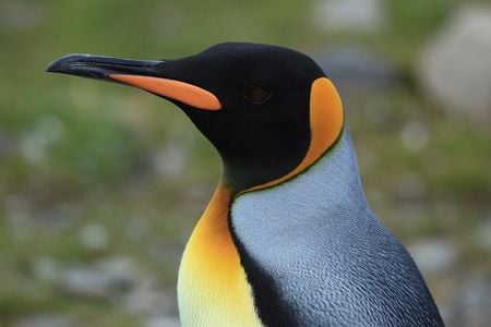 King Penguin