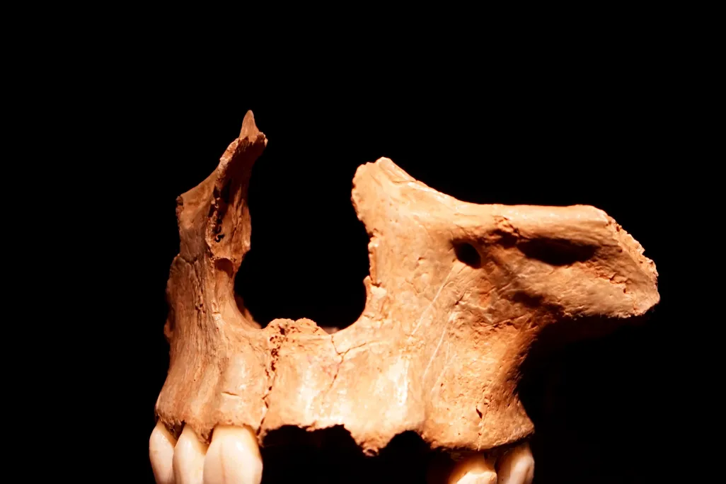 Remains of a human face with signs of cannibalism