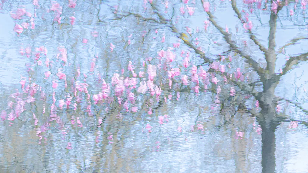 a reflection of a pink flowering tree and its branches in the water