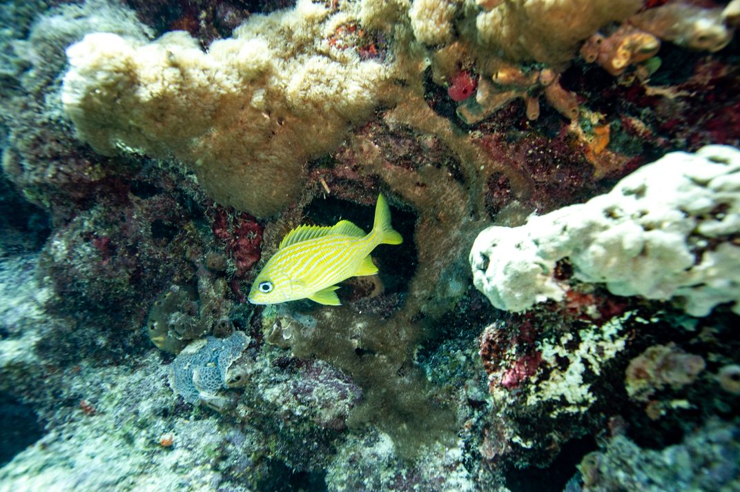 a fish among coral