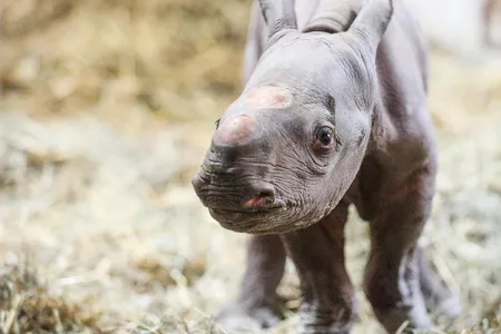 On December 24, 2019, the Potter Park Zoo in Michigan welcomed a healthy male black rhino calf.