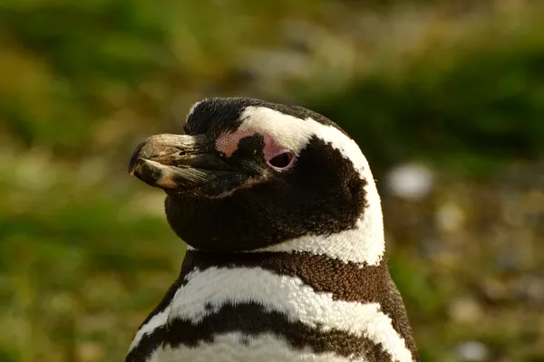 Magellanic Penguins thumbnail