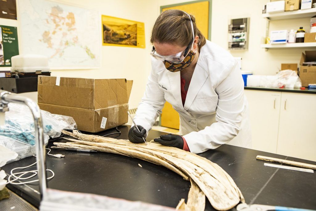 Researcher in white lab coat working on half of a tusk