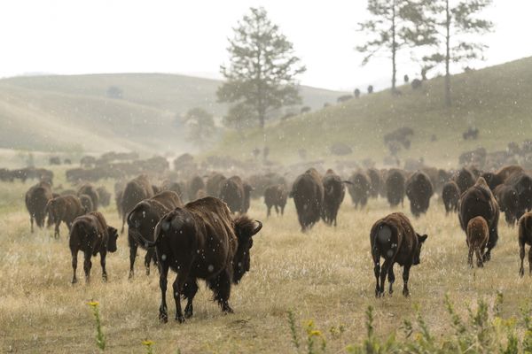 So Too The Rain Will Pass thumbnail