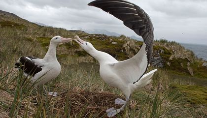 Animal Personalities Can Trip Up Science