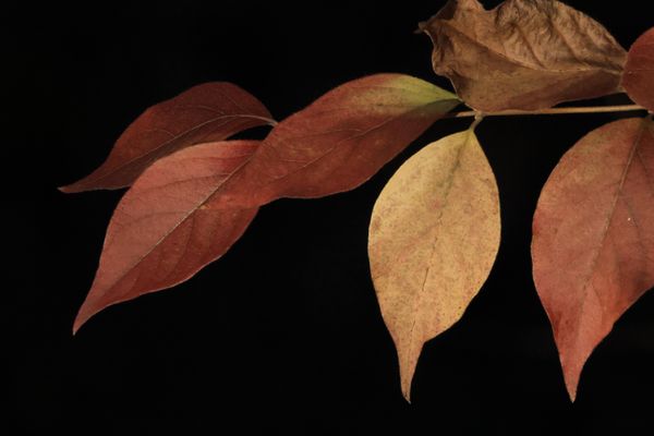 leaves with dark background thumbnail