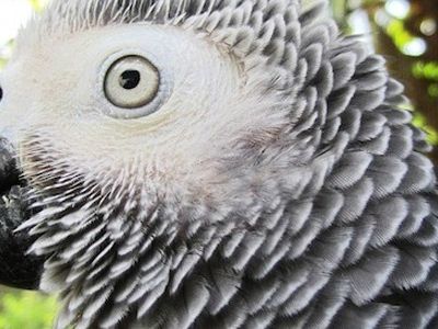 A new study reveals that the African grey parrot is capable of abstract reasoning.