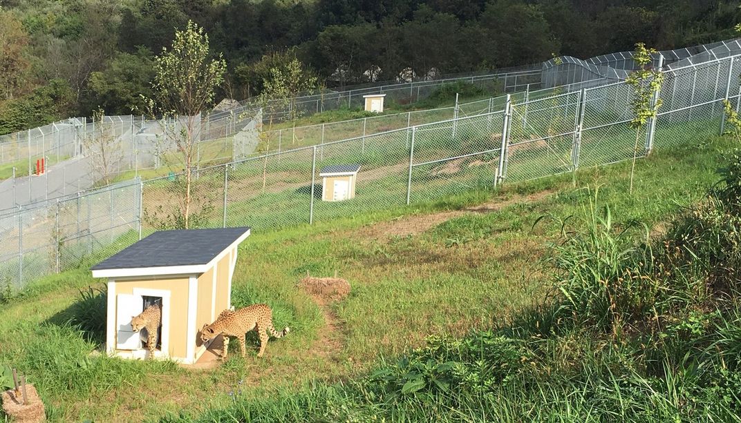 The cheetah facility at SCBI with large, grassy, fenced yards. Cheetahs lay in the grass, and one cheetah exits a small den in one of the yards.