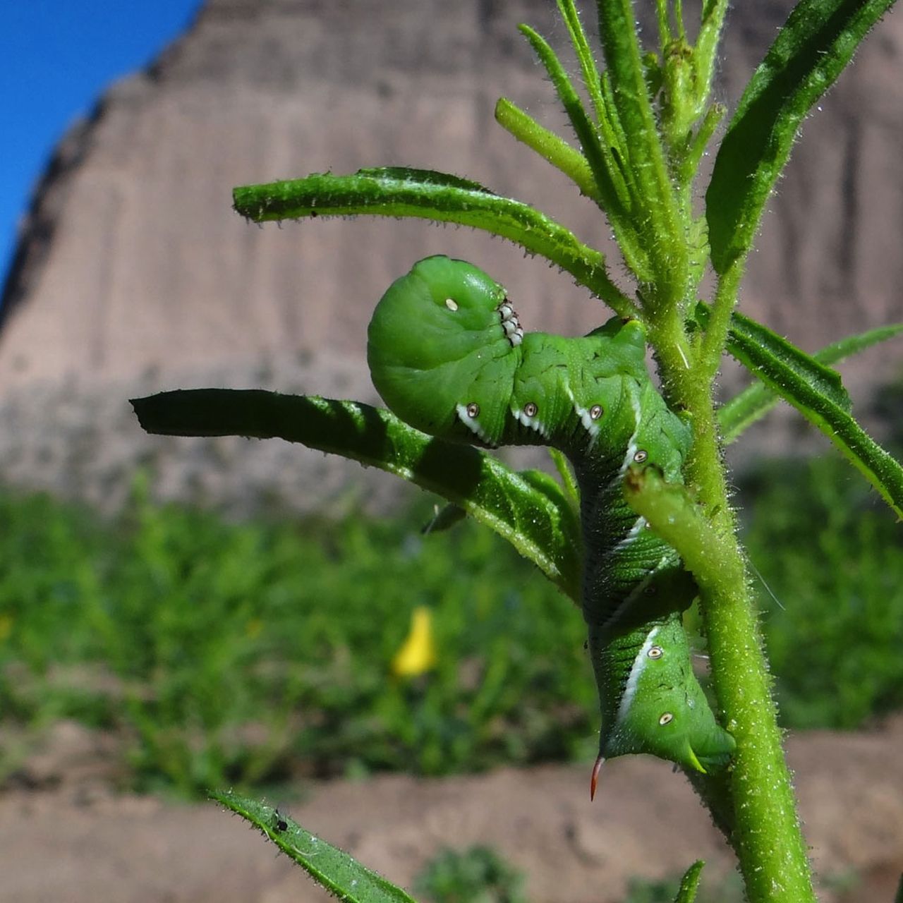 Caterpillars Repel Predators With Second-Hand Nicotine Puffs