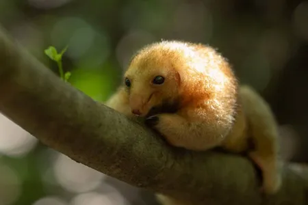 A silky anteater, small enough to sit comfortably in your palm, rests in the canopy of a mangrove forest in Brazil&rsquo;s Parna&iacute;ba Delta.
