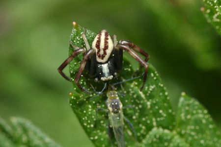 A spider munches on its prey.
