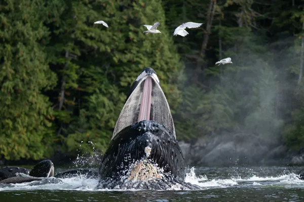 Humpback Whale bubble-net feeding with gulls overhead thumbnail