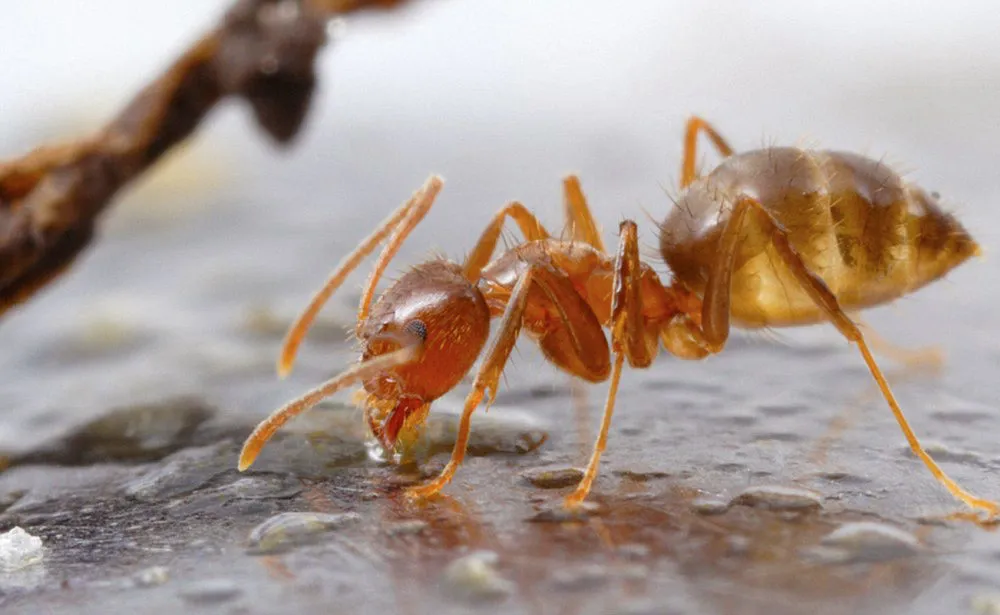 Image of a reddish brown tawny crazy ant with antenna drinking water